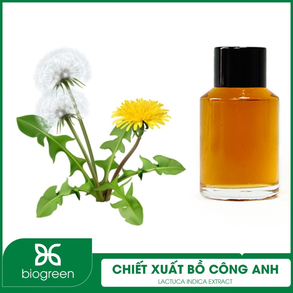Chiết xuất bồ công anh trong mỹ phẩm được dùng làm gì?