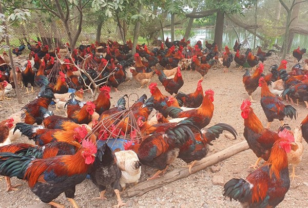 Hướng đi hiệu quả cho nông hộ: Chăn nuôi gà ta thả vườn